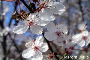 Aroma Therapie